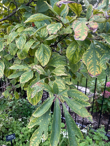 sassafras