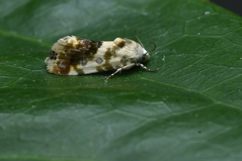 Acontia marmoralis