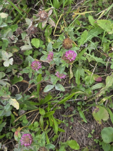 Red Clover