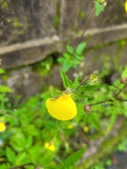 Calceolaria tripartita, photograph (c) Subir B. Shakya, some rights reserved (CC BY)