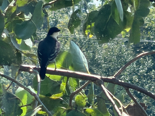Eastern Kingbird