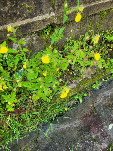 Calceolaria tripartita, photograph 4
