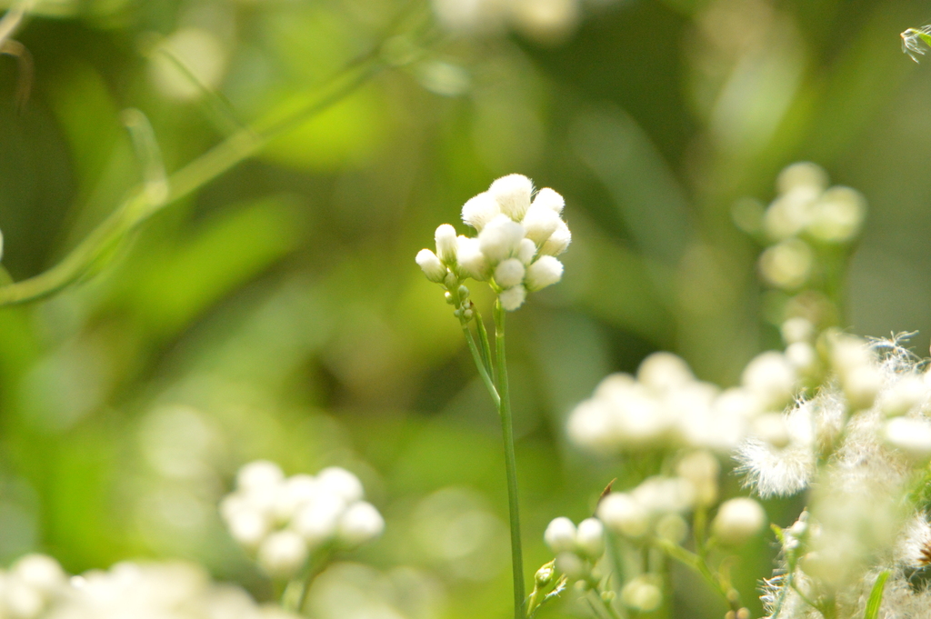 Baccharis glutinosa; photograph (c) Andrea Gantzer, some rights reserved (CC BY)