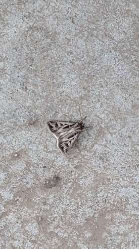 Dingy Cutworm Moth
