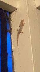 Hemidactylus turcicus