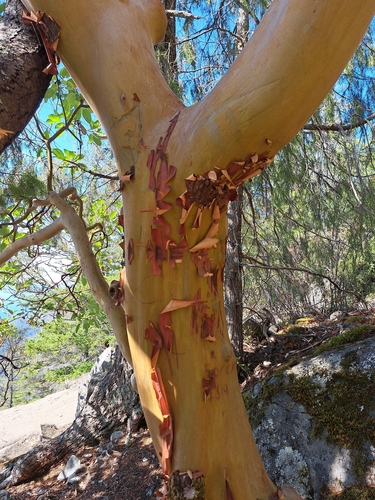 Pacific madrone