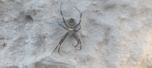 Wasp Spider