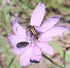 Typocerus octonotatus