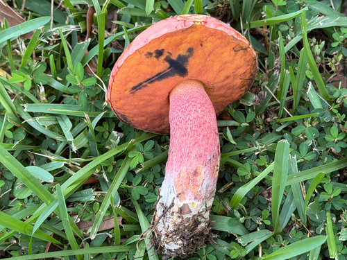 Exsudoporus floridanus