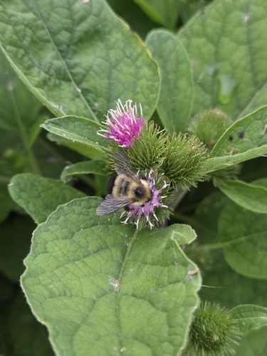 Half-black Bumble Bee