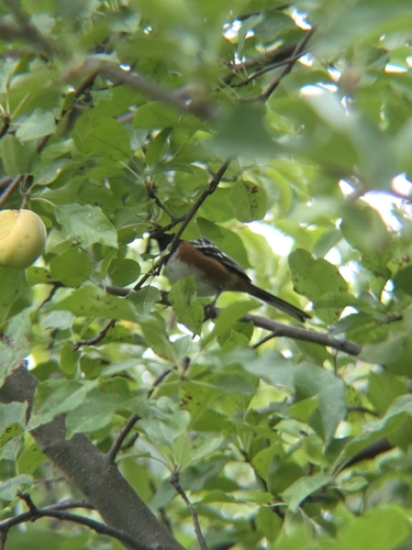 Spotted Towhee
