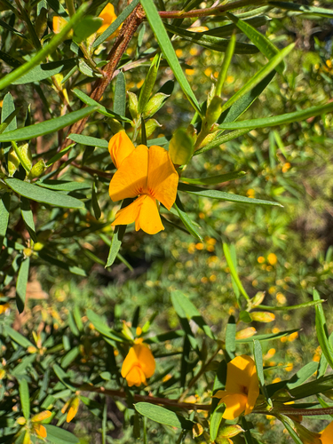 Pultenaea blakelyi observed 2026-09-15