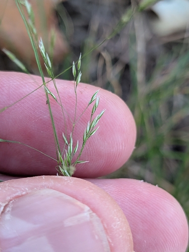 Agrostis hyemalis observed 2026-09-14