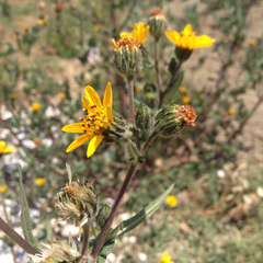 Simsia amplexicaulis