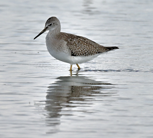 Lesser Yellowlegs