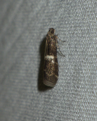 Elegia similella