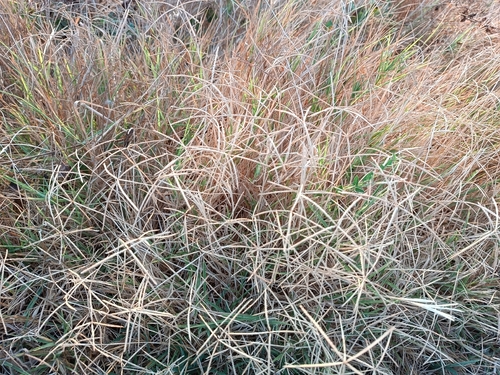 Bermuda grass