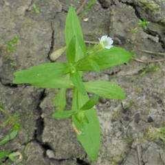 Gratiola neglecta