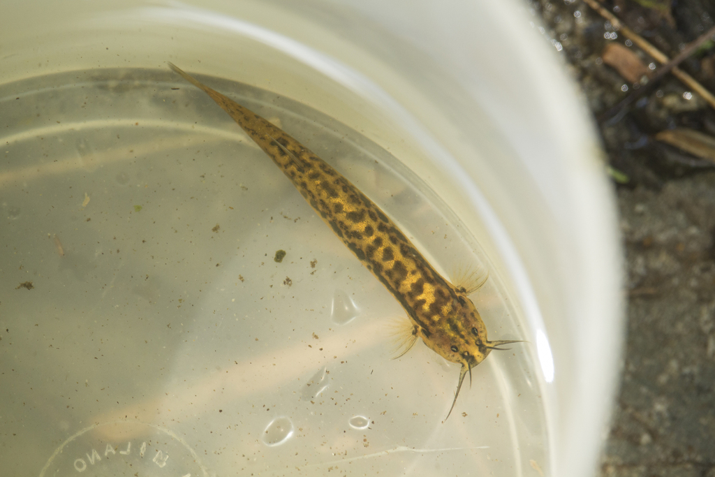 Trichomycterus mondolfi