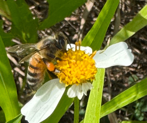 Western Honey Bee