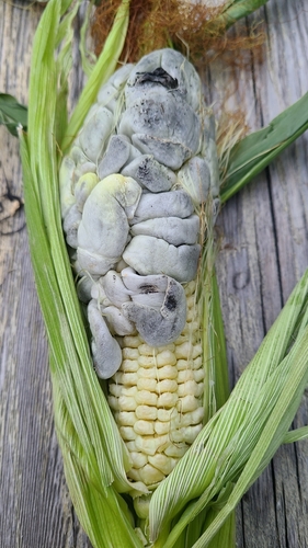 Corn Smut