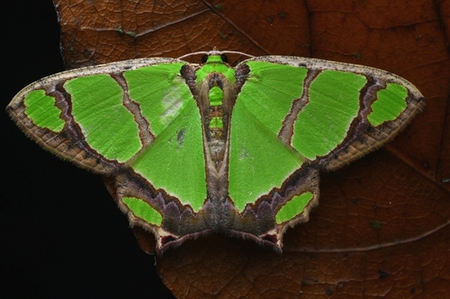Agathia carissima