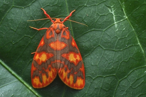 Floridasura tricolor