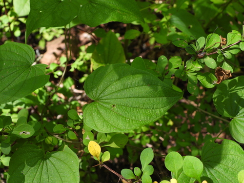 Dioscorea villosa, photograph 3