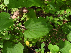 Dioscorea villosa, photograph (c) geosesarma, some rights reserved (CC BY)
