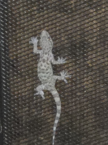 Mediterranean House Gecko