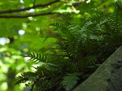 Polypodium virginianum, photograph (c) geosesarma, some rights reserved (CC BY)