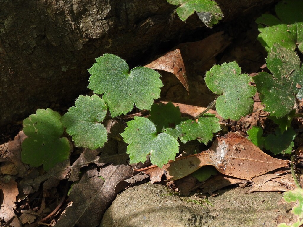 Ranunculus recurvatus; photograph (c) geosesarma, some rights reserved (CC BY)