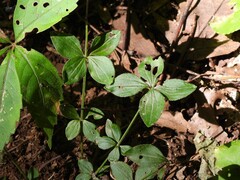 Galium circaezans