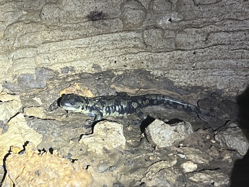 Eastern Tiger Salamander