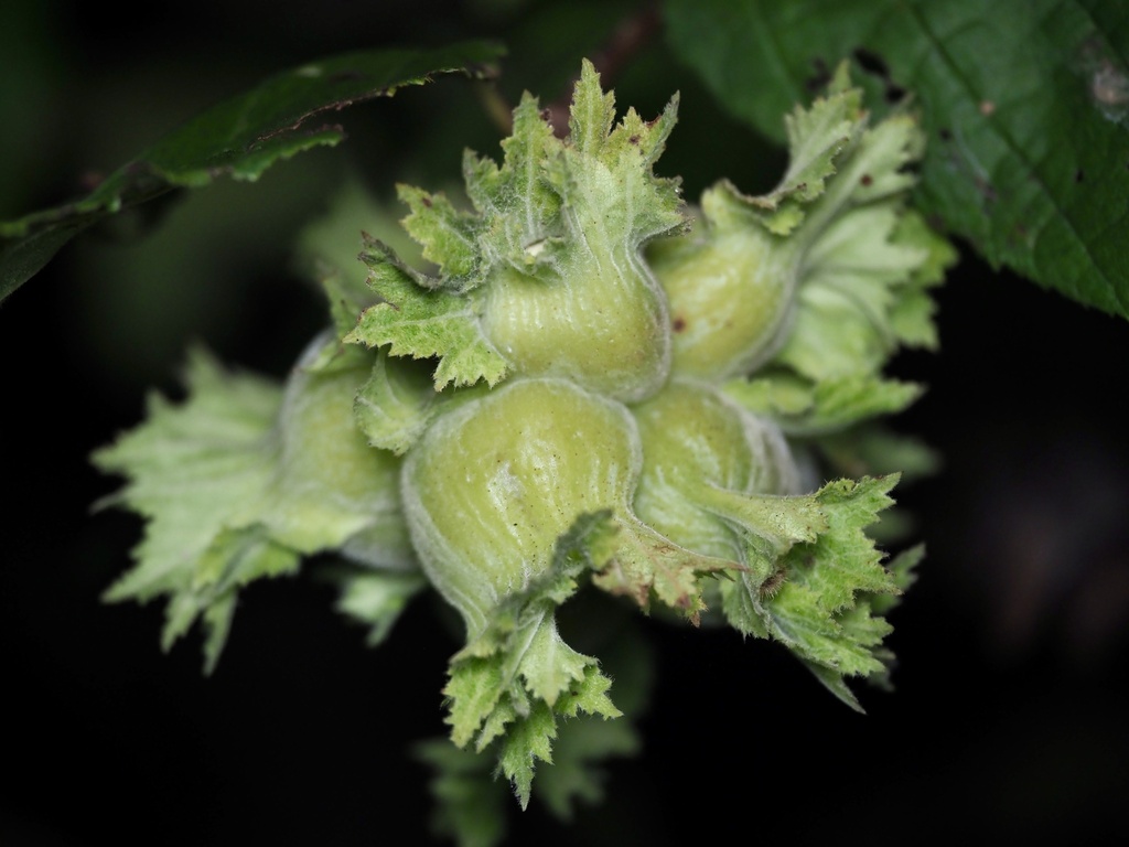 Corylus americana; photograph (c) Joshua Ebright, some rights reserved (CC BY)