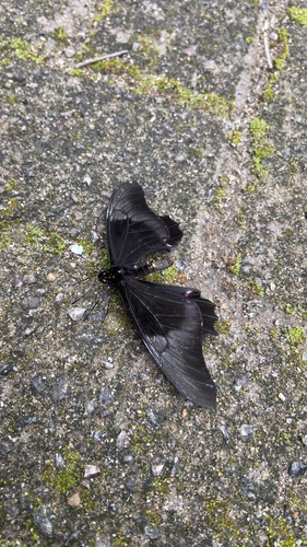 Ruby-spotted Swallowtail