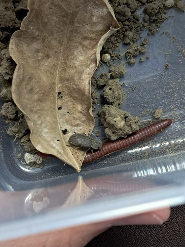 Rusty Millipede