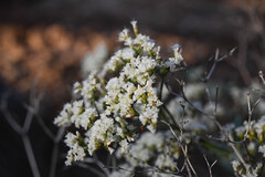 Eriogonum corymbosum