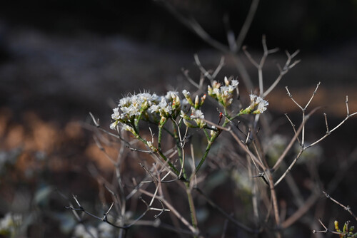 Eriogonum corymbosum, photograph 1