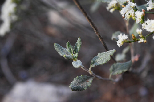 Eriogonum corymbosum, photograph 2