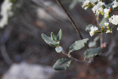 Eriogonum corymbosum, photograph (c) Anders Hastings, some rights reserved (CC BY)