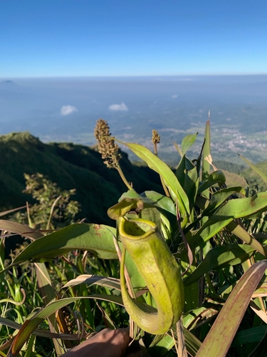 Nepenthes gymnamphora observed 2026-07-15