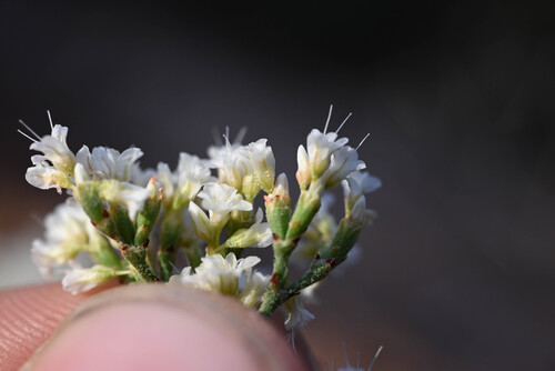Eriogonum corymbosum, photograph 4