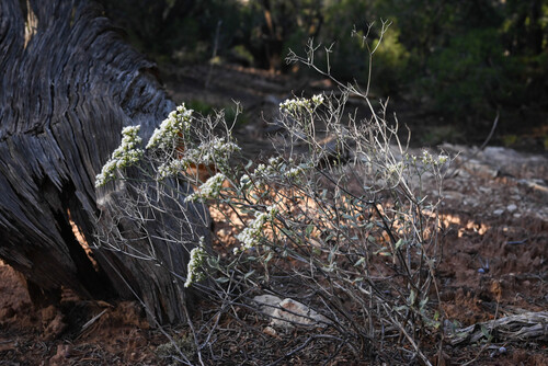 Eriogonum corymbosum, photograph 5