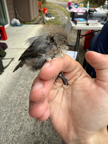 Bushtit