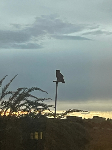 Great Horned Owl