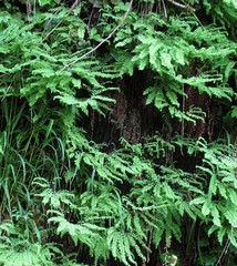 Adiantum aleuticum aleuticum
