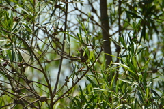 Sapium haematospermum