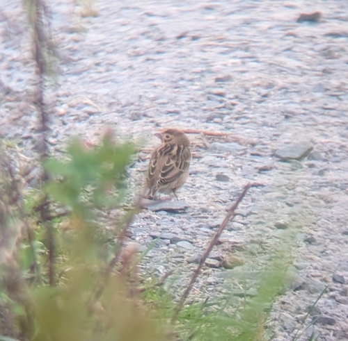 Dickcissel