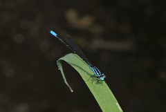 Acanthagrion quadratum